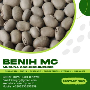 Kacangan Mucuna Cochichinensis ( MC )