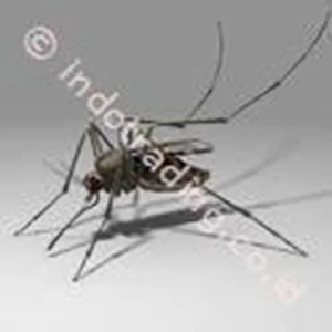 Jasa Pest Control By CV. Orina Jaya Abadi