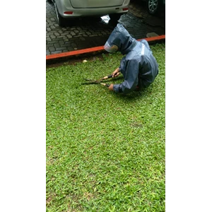 Maintenance of the garden tidying grass in the star Insurance 05/12/2022