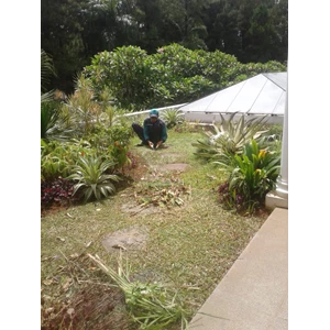 Garden maintenance tidying up wild plants in Cinere housing 06/12/2022