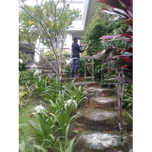 Garden maintenance tidying up plants at Cinere housing 06/12/2022