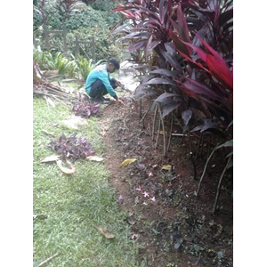 Garden maintenance tidying up plants at Cinere housing 04/12/2022