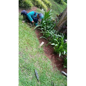 Garden maintenance loosens the planting media in Cinere housing 06/12/2022