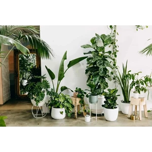 Menyewakan macam tanaman hidup indoor