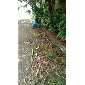 Perawatan taman bersihkan daun kering di Asuransi Bintang 23/08/2022