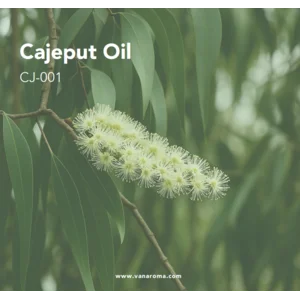 Minyak Kayu Putih (CJ-001) Van Aroma