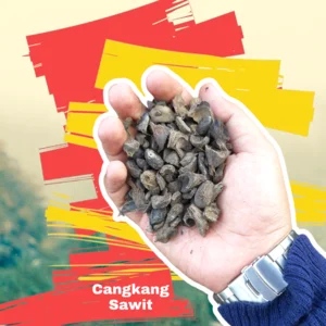Palm Kernel Shell (Cangkang Kelapa Sawit)