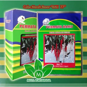 Big Red Chilli seeds for BALI 77