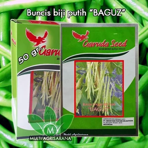 Seeds of Phaseolus Vulgaris white BAGUZ 50 grams