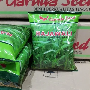 Benih kangkung RAJAWALI 1 kg