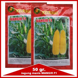 Sweet corn seed MANGIR F1 50 gr