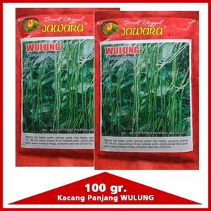 Seed Beans length 100 gram WULUNG
