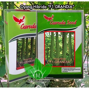 Seed Oyong GRANDIA