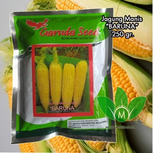 Sweet corn seeds BARUNA 250 Gr