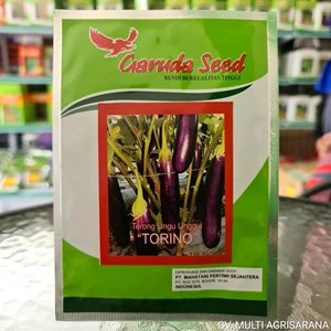 Local Purple Eggplant Seeds Torino 5 Gr
