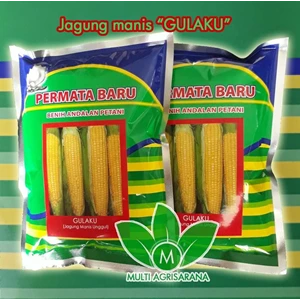 Sweet Corn Seeds GULAKU 250 Gr
