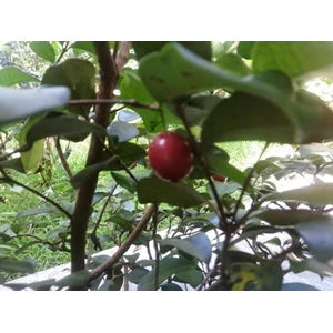 Seeds Cherry Superior