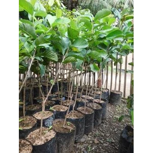 Breadfruit Cashew Seedlings Bangkok Excellence