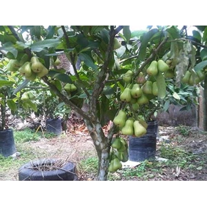 Fruit Seeds - Seeds Guava Deli (Super Green)