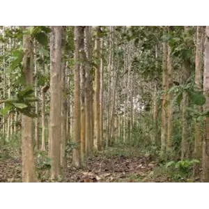  Pohon Jati Super 