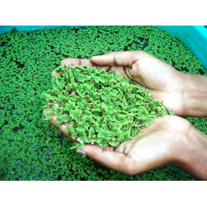 Pakan Ikan Nila