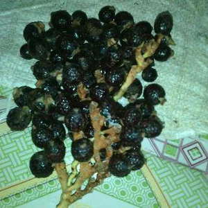 Buah Jernang Asli Super