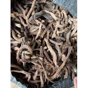Nampu nyampu akar  herbal indonesia