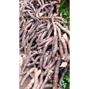 Nampu nyampu akar  herbal indonesia