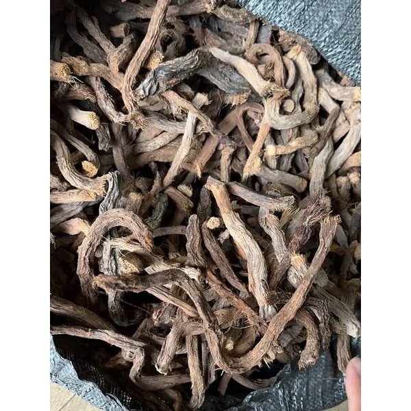 Nampu nyampu akar  herbal indonesia