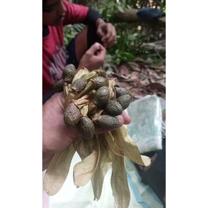 Tempayang biji kembang semangkok bahan kimia pertanian lainnya