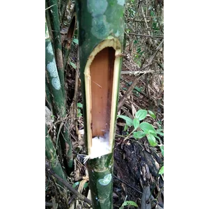 Bigar Bambu / Tabasheer kapur buluh kualitas terbaik