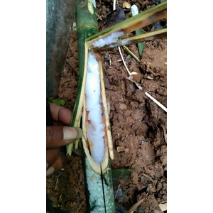 Bigar Bambu / Tabasheer kapur buluh kualitas terbaik