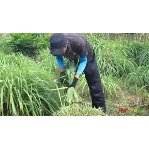Minyak Sereh Wangi