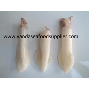 Cumi Kupu-Kupu Segar Netto 1.8 kg