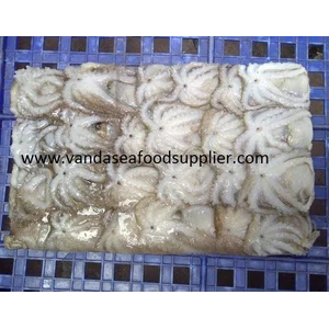 Baby Octopus Segar 1 kg