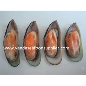 Kerang Green Mussels New Zealand