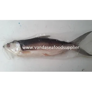 Ikan Bandeng Segar Cabut Duri