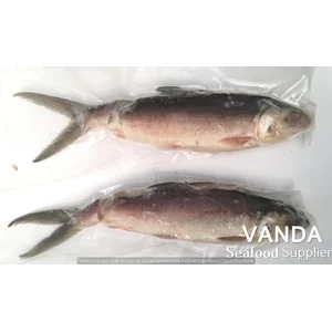 Fish Whitefish Unplug The Burr