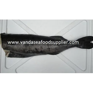 Ikan Gindara Import