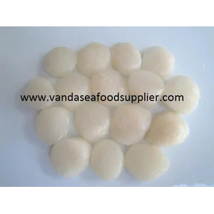 Kerang Scallop Simping