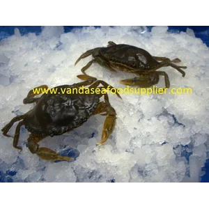 Soft Shell Crab (Kepiting Soka)