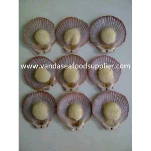 Scallop Simping Half Shell 41pcs 500gr 