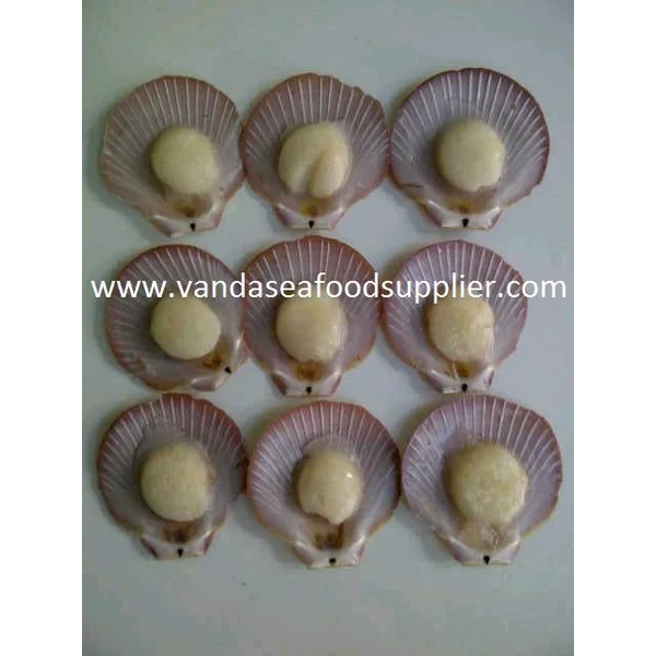 Scallop Simping Half Shell 41pcs 500gr 