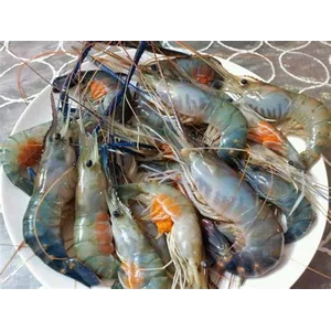 Udang Fresh Tanpa tambahan pengawet