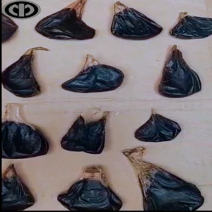 Empedu Uler Python untuk Jamu dan Herbal