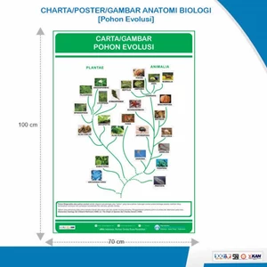 Charta Poster Gambar Anatomi Biologi Pohon Evolusi