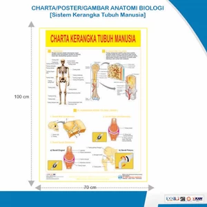 Charta Poster Gambar Anatomi Biologi Sistem Kerangka Tubuh Manusia