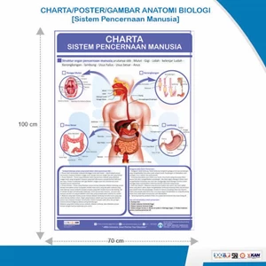 Charta Poster Gambar Anatomi Biologi Sistem Pencernaan Manusia