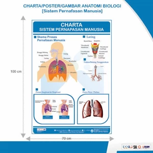 Charta Poster Gambar Anatomi Biologi Sistem Pernafasan Manusia