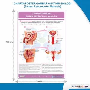 Charta Poster Gambar Anatomi Biologi Sistem Reproduksi Manusia